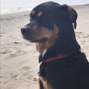 Meet your Posher, Laura